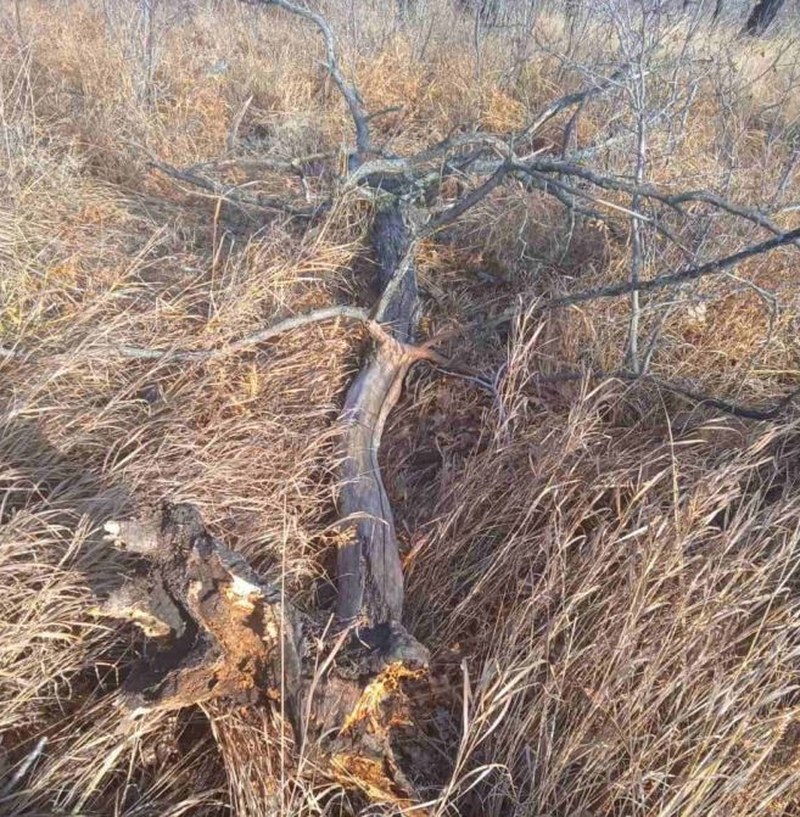 О порядке сбора валежника в лесах населением Саратова и области
