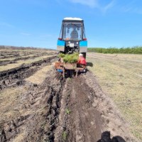 Саратовская область продолжит прирастать лесами 