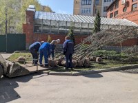 В Саратовском Городском парке высадили 20 двадцатилетних дубов-крупномеров