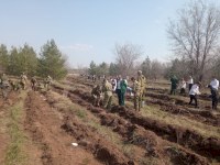 Эковолонтеры высадили в «Саду памяти» в Марксовских лесах 4 тысячи саженцев 
