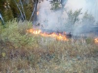 Лес в Вольском районе загорелся после посещения его грибниками 