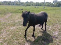 В экопарке «Олений остров» в Татищево спасенных животных кормят с рук