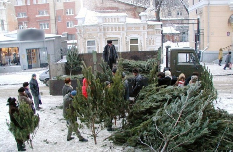 В Саратовской области заготовят 17 тысяч новогодних елок