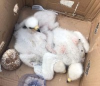 Степные орлята из Казахстана обрели новый дом в национальном парке «Хвалынский»