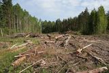 В министерстве сосоялось заседание экспертной комиссии  по рассмотрению проектов освоения лесов