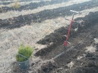 В Саратовской области активно высаживают леса и следят за их сохранностью