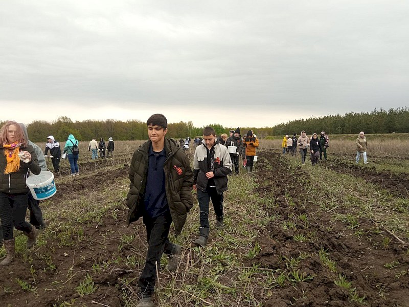 В Саратовской области в «Саду памяти» высадили 2 тысячи юных сосен