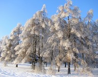 Министерство природных ресурсов и экологии восстанавливает традиции лесоводов