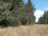 Саратовцам расскажут о возможности их участия в увеличении лесов региона