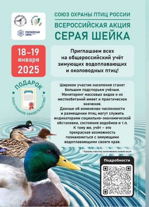 Саратовцев приглашают принять участие в акции «Серая шейка» по подсчету водоплавающих птиц