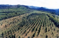 В Саратовской области ветераны лесной отрасли обсудили террасные посадки