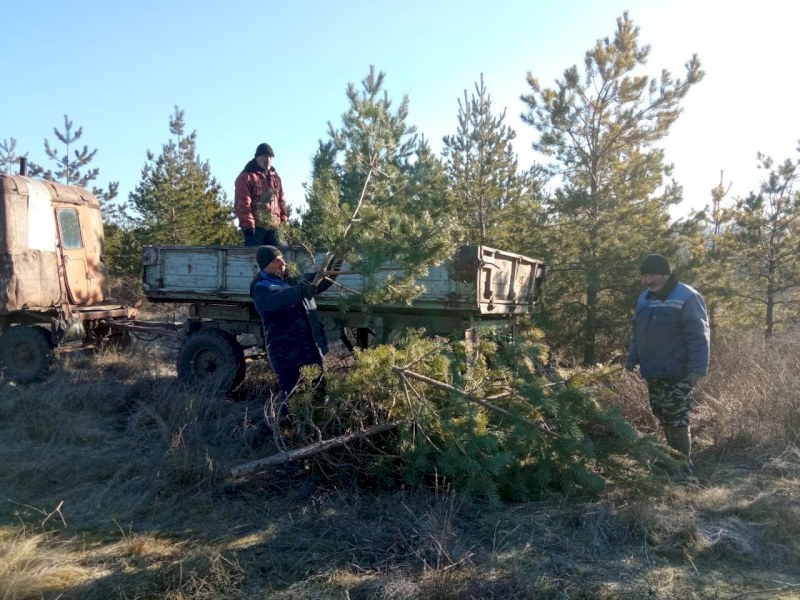 Журналистов приглашают в пресс-выезд на заготовку новогодних елок