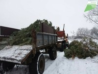В предновогодние дни лесхозы области заготовили порядка десяти тысяч сосен