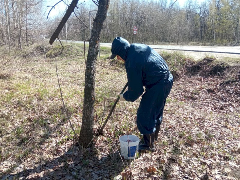 В Саратове на Кумысной поляне весной обработают от мышей 500 га леса 