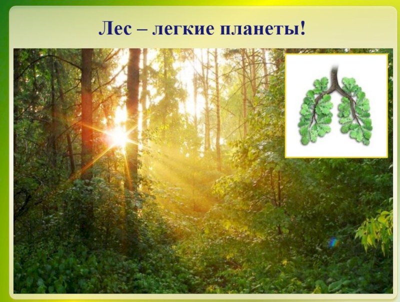 В Саратове для школьников проведут экоурок со слайдами
