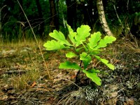 В Балаково продолжается акция по высадке дубов «Сохраним лес!»