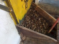 В Базарно-Карабулакском районе заготавливают семена сосны для будущих лесопосадок