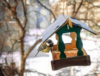 Саратовцев приглашают к участию в конкуре «Хранители птиц»